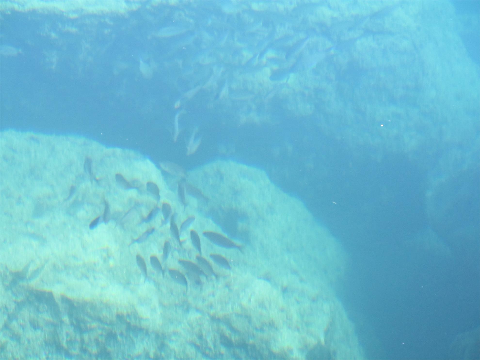 Crapi salbatici si alti pesti - img0401.JPG